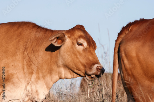 Funny cow sticking its tongue out. Stinky fart, flatulence and gas conceptual photo.