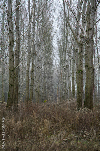 Fototapeta Naklejka Na Ścianę i Meble -  A collection of production forest in The Netherlands - De Biesbosch. A collection of birch tries planted in line. shot in a Netherlands typical winter scene.