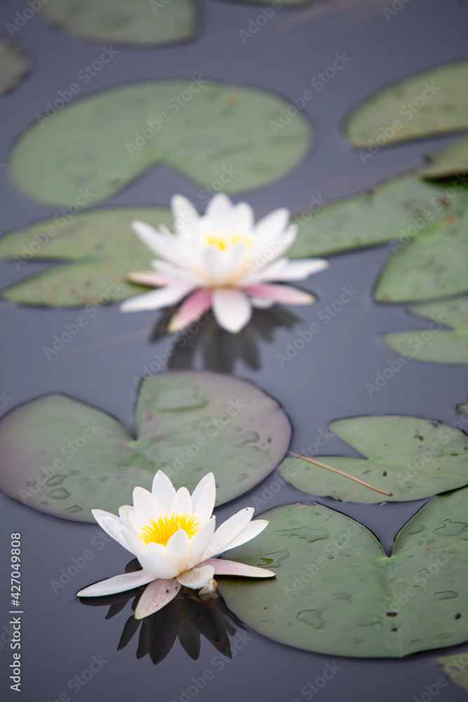 Φωτογραφία A water lily in of the many pools of water in the nature reserve Kampina in The Netherlands