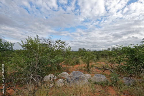 Südafrika - Letaba Ranch Reservat - Jeep Safari photo