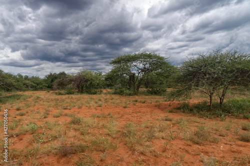 Südafrika - Letaba Ranch Reservat - Jeep Safari photo