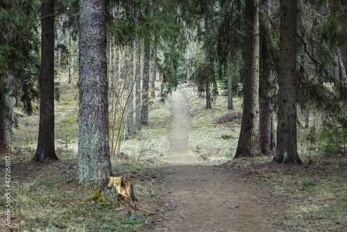 Wellness walk in the forest park.