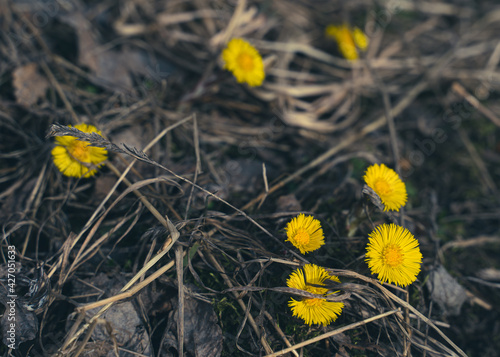 Coltsfoot, or Tussilago farfara, by the roadside in spring.