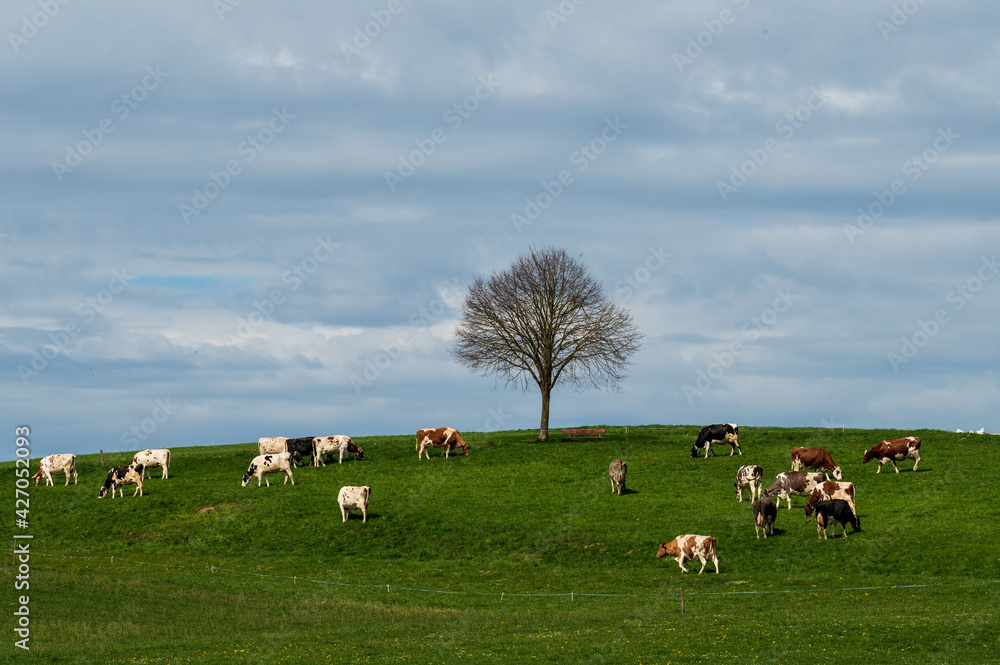 Fototapeta premium Baum und Kühe auf einem Hügel