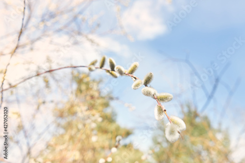 Pussy willow tree branch with flowers close up against blue sky background 