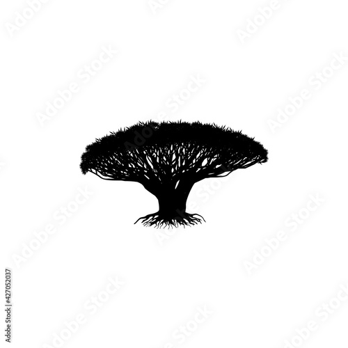 Socotra Island. Dragon Tree logo.