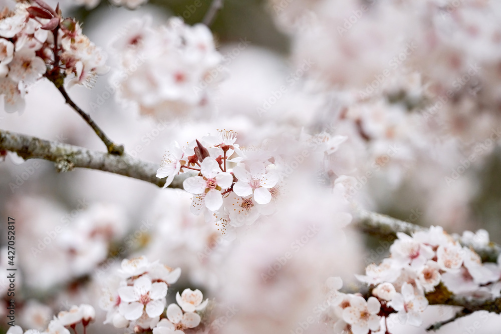 Branch of a cherry tree with cherry blossoms in spring Branch of a cherry tree with cherry blossoms in spring