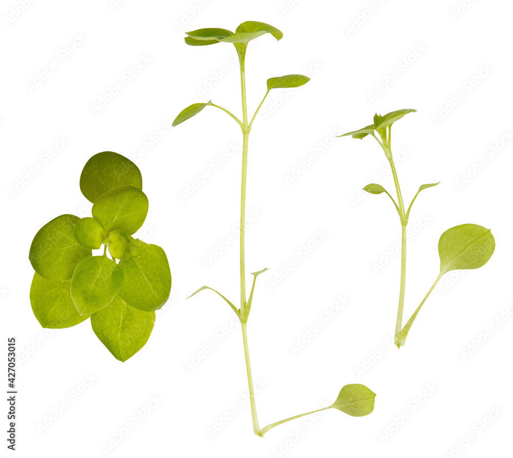 Obraz premium bindweed or weed isolated on white background