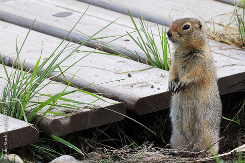 Side view of a ground squirrel sitting beside a boardwalk photo