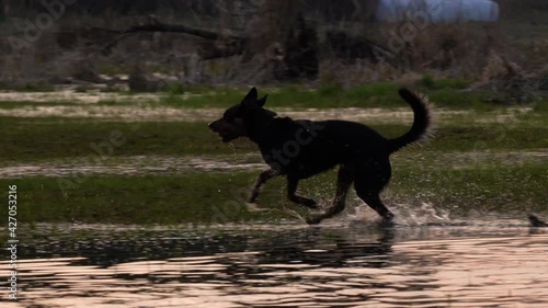 Wallpaper Mural Wet dog with a ball running out of shallow water, galloping on wet grass, and splashing water. Pan, tracking shot, slow motion. Torontodigital.ca