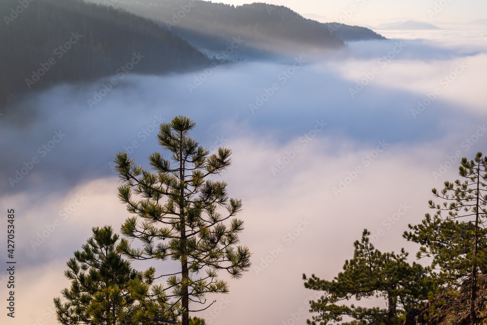 Mountain peaks with coniferous trees breaking through clouds