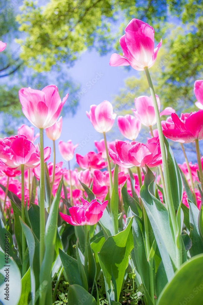 Fototapeta premium チューリップ