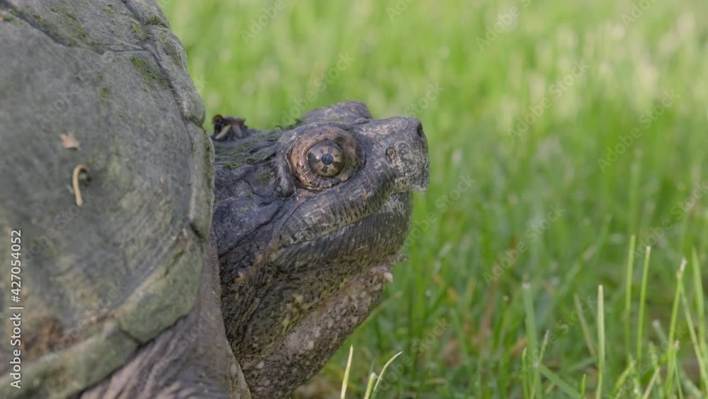 Snapping Turtle on Green Grass Close Up Snapping Turtle on Green Grass Close Up