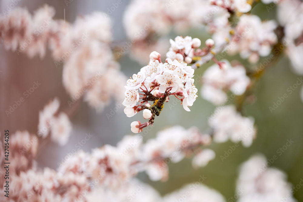 Branch of a cherry tree with cherry blossoms in spring Branch of a cherry tree with cherry blossoms in spring