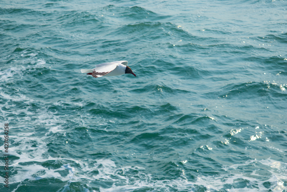 Fototapeta premium Blue sea and flaying seagull. seagull in the sea. A seagull flying in the sea.