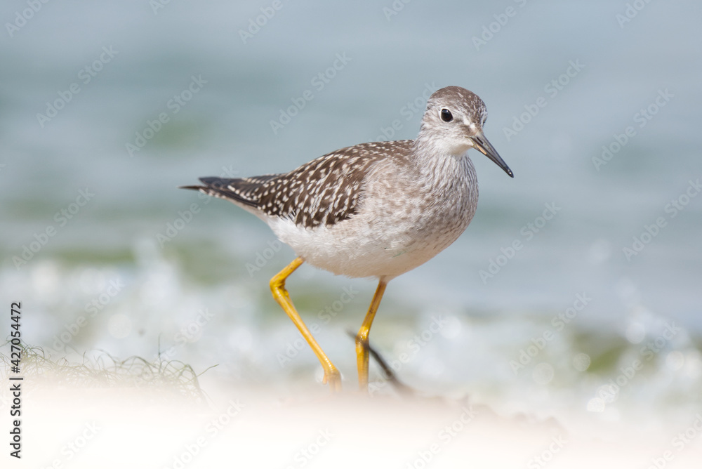 A lesser yellow legs foraging on a sandy beach on a bright sunny day A lesser yellow legs foraging on a sandy beach on a bright sunny day