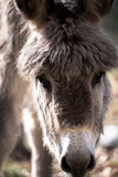 A young sweet donkey calf face. Miniature domestic donkey foal in field. Portrait of cute donkey