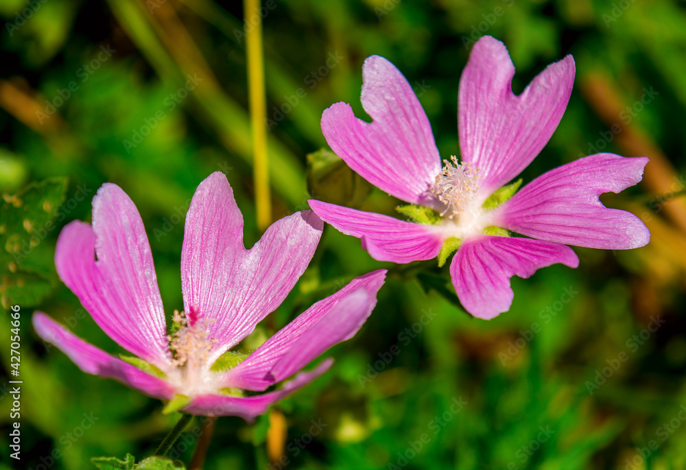 Photo of pink flower on natural green background