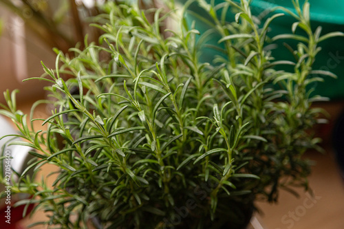 Rosemary grows on the windowsill at home