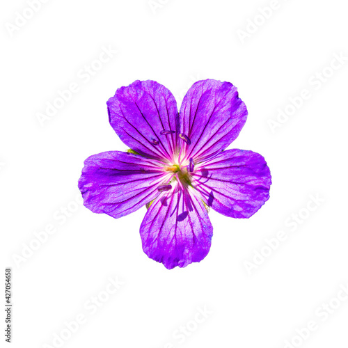 Photo of violet wild flower from Carpathian mountains on white background