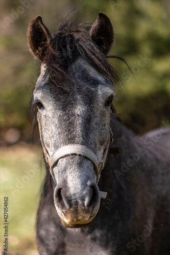 Portrait of a beautiful dark gray horse looks in the camera on natural green summer background, head closeup. Grey Dapple Horse Portrait Front.