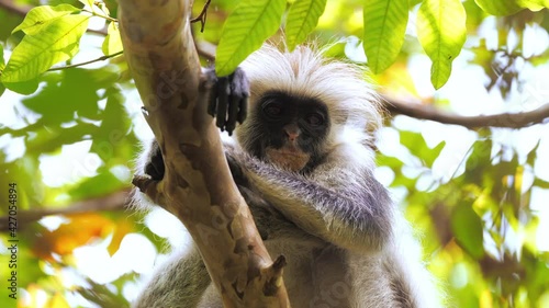 Funny looking Zanzibar red colobus monkey watching at camera calmly and curiously. Smiling primate sitting on tree branch encounter tourist during safari. Concept of wildlife, nature, fauna, tanzania.