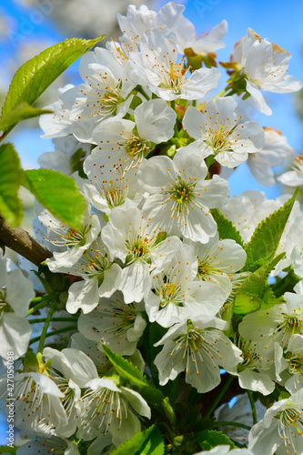Photo of blooming apple tree branches against the blue sky