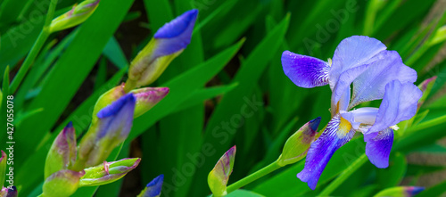 Photo of violet flowers on green leaves background
