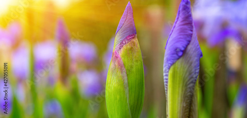 Photo of violet flowers on green leaves background with sun
