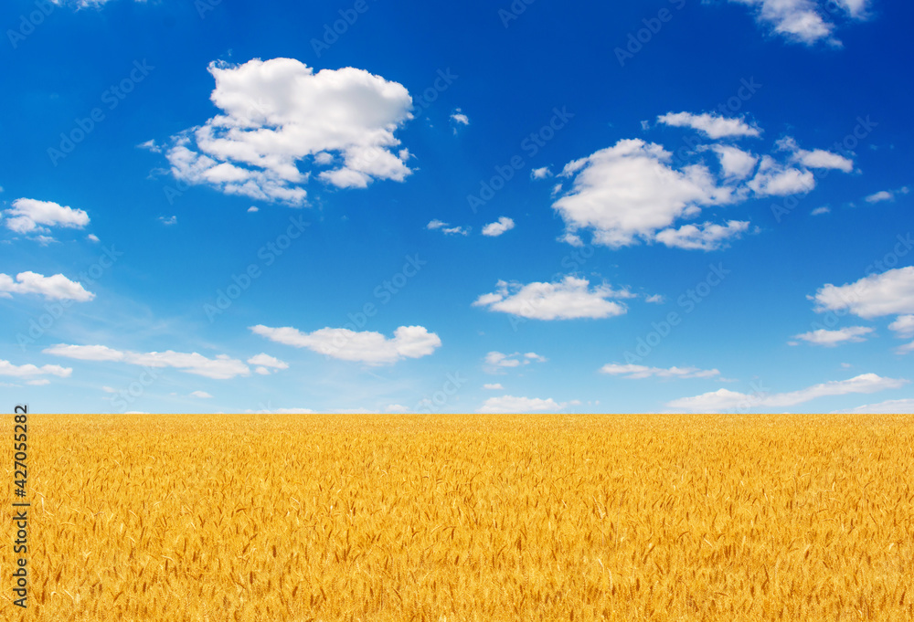 Photo of yellow wheat field with blue sky and clouds at summer