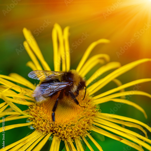 Photo of yellow wild flower with bumblebee in Carpathian mountains with sun
