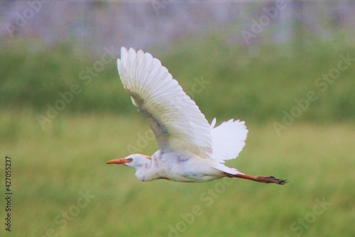 Cattle Egret Bird in Flight