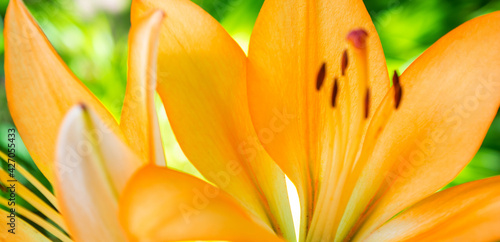 Photo of orange lily on green leaves background in garden