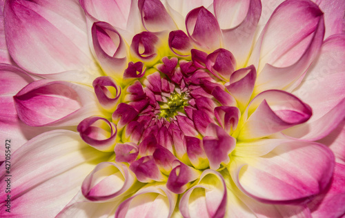 Photo of close-up abstract pink flower background, one flower texture