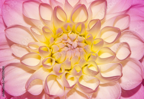 Photo of close-up abstract pink flower background, one flower texture
