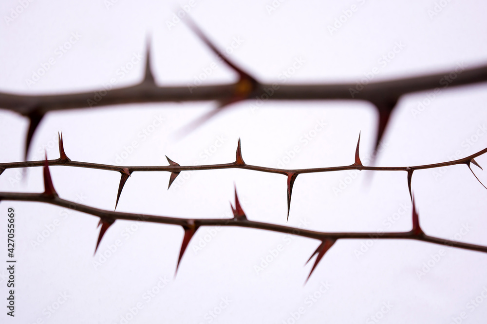 Photo of tree spines on acacia branch isolated on white background Photo of tree spines on acacia branch isolated on white background