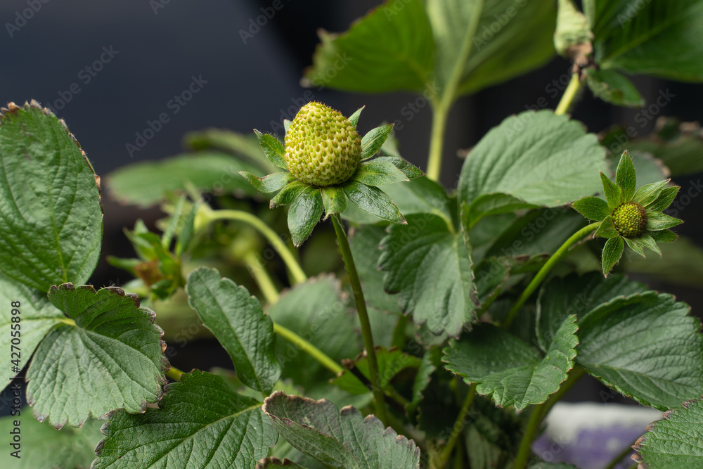 strawberry plant