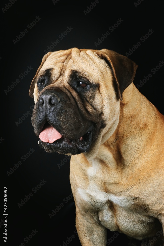 Bullmastiff isolated on black background Bullmastiff isolated on black background