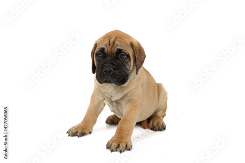 Bullmastiff puppy isolated on white