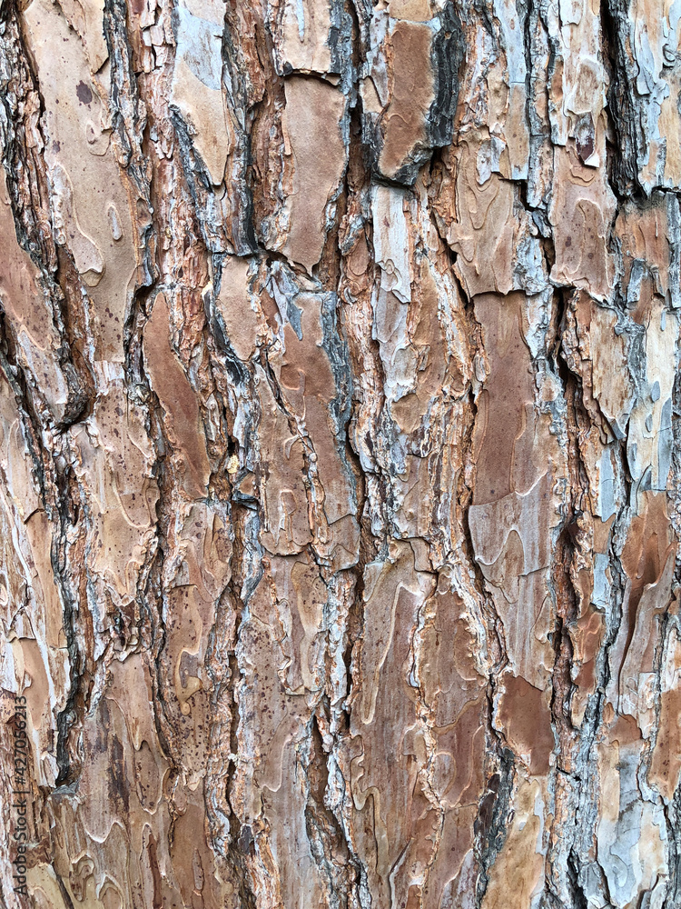 Fototapeta premium Close up macro image texture golden bark tree