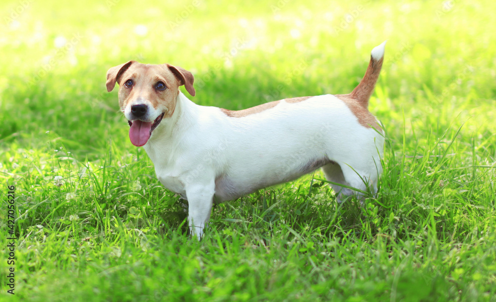 Close up Jack Russell Terrier dog on green grass in sunny summer day Close up Jack Russell Terrier dog on green grass in sunny summer day