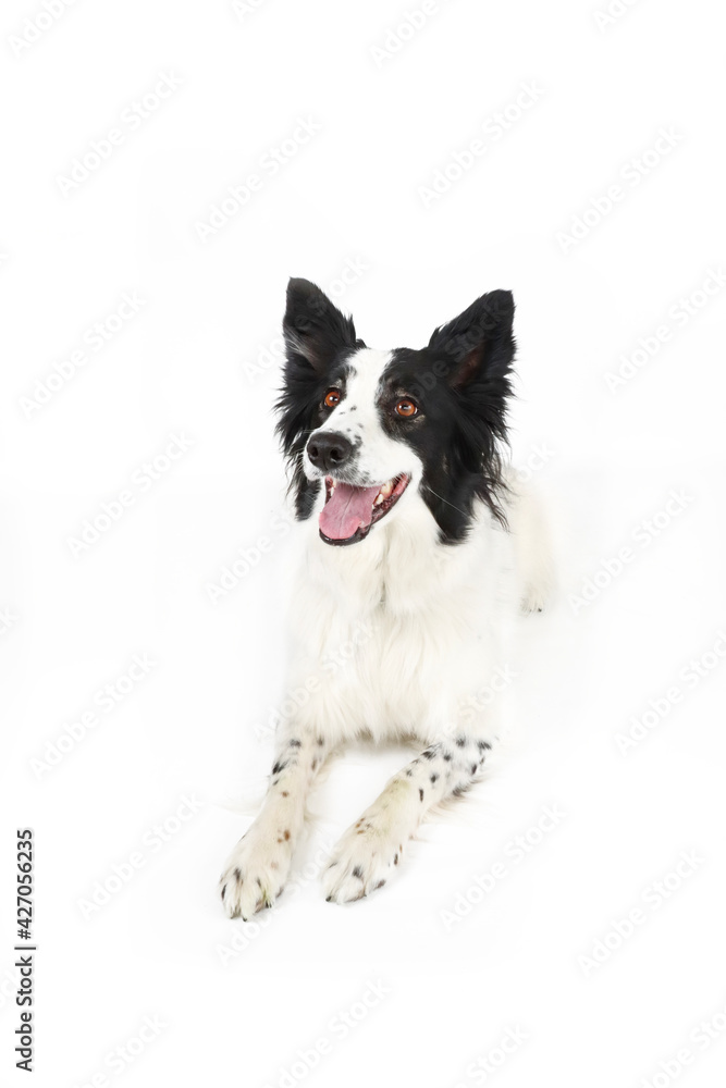 border collie dog isolated