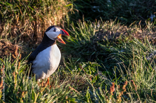 Wallpaper Mural Iceland  Torontodigital.ca