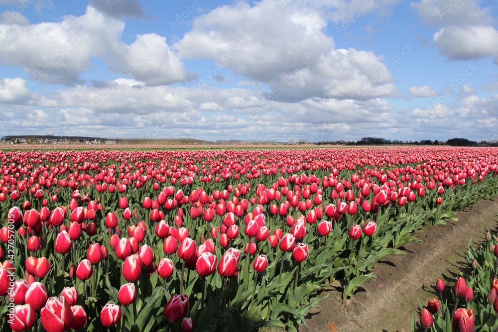 a typical dutch landscape with a field with red tulips and a blue sky with clouds in springtime
