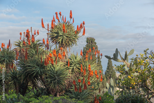 Fragment of the Franciscan Garden on Mount Tabor photo