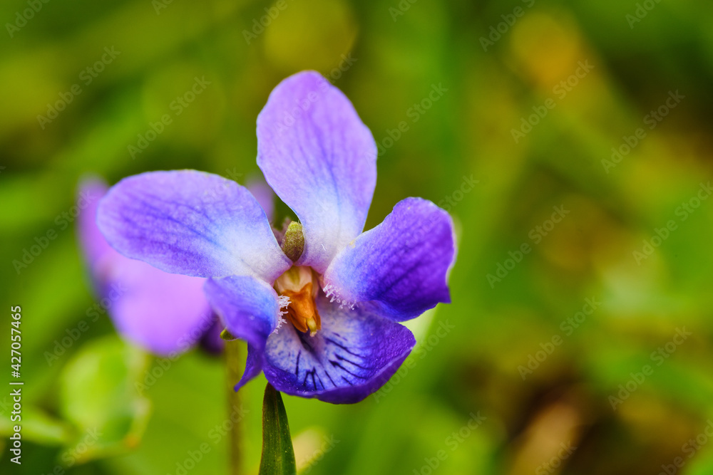 Viola odorata flower Viola odorata flower