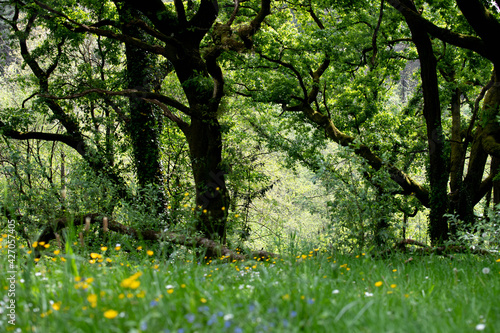 Fototapeta Naklejka Na Ścianę i Meble -  Summer forest: fresh green grass, bright flowers. Selective focus 