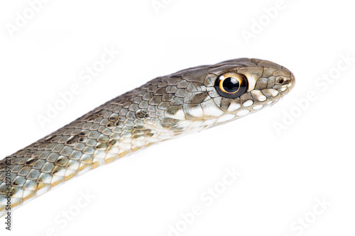 young Montpellier snake (Malpolon monspessulanus) in white background