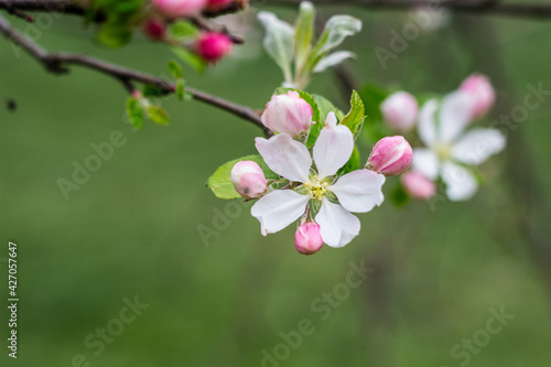 Spring background, close up of blooming flowers with copy space. Beauty of nature concept