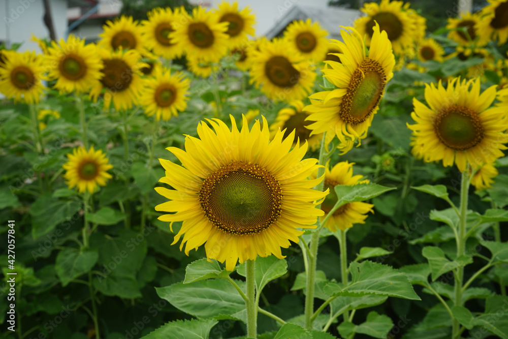 Sunflowers on a nature background. Organic Farming, Smallholding, Gardening, health concept, nature concept. Sunflowers on a nature background. Organic Farming, Smallholding, Gardening, health concept, nature concept.
